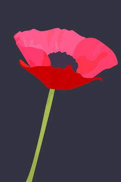 Papaver rhoeas, ilustraci&oacute;n de la flor de amapola sobre fondo negro. Flor de primavera.