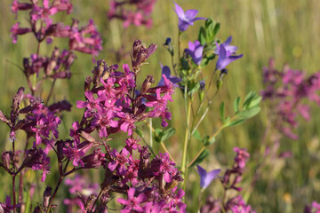 purple flowers in a field