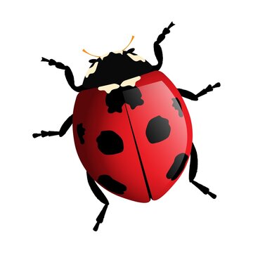 Ladybug on a white background. Is isolated. Vector image.