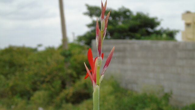 Red Canna Flower