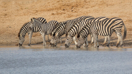Fototapeta na wymiar A zebra herd standing at water's edge drinking in Kruger Park South Africa