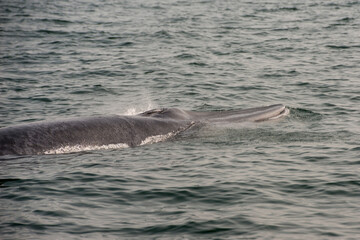 Obraz premium THAILAND PHETBURI WHALE WATCHING