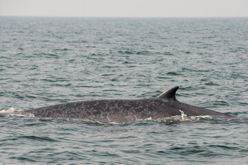 Fototapeta premium THAILAND PHETBURI WHALE WATCHING