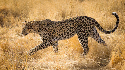 Adult female leopard walking through yellow dry grass in Samburu Kenya