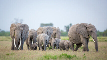 Beautiful elephant herd with a large female with big tusks and a tiny baby elephant in the group in Amboseli National Park Kenya