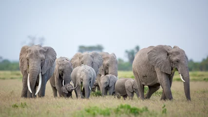 Poster Wunderschöne Elefantenherde mit einem großen Weibchen mit großen Stoßzähnen und einem winzigen Elefantenbaby in der Gruppe im Amboseli-Nationalpark Kenia © stuporter