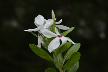 white magnolia flower