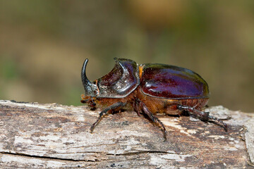 Escarabajo rinoceronte europeo (Oryctes nasicornis), sobre el tronco con fondo difuminado.