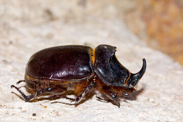 Escarabajo rinoceronte europeo (Oryctes nasicornis), sobre el suelo.