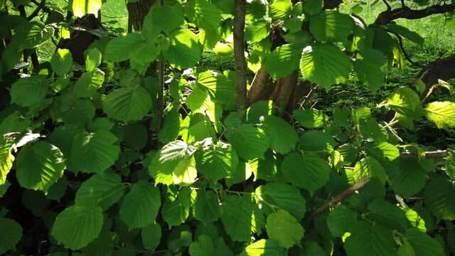 Weinberg im Fr&uuml;hsommer