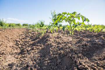 Fototapeta na wymiar tomato seedlings in the field