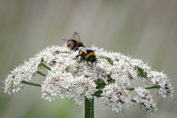 Two bumblebees (bombus) on white flower, Cow Parsley, collecting nectar and pollinating blooms