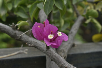 magnolia tree blossom