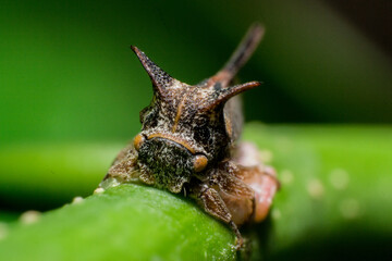 beautiful macro closeup shots of insects