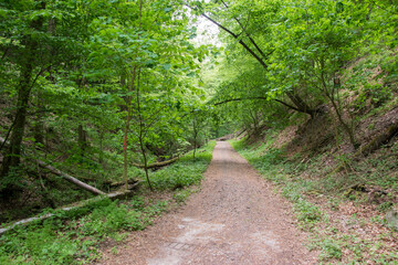 Fototapeta na wymiar A dirt road leading through a green forest in a narrow valley