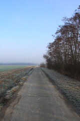 Long road in the country with an avenue of trees