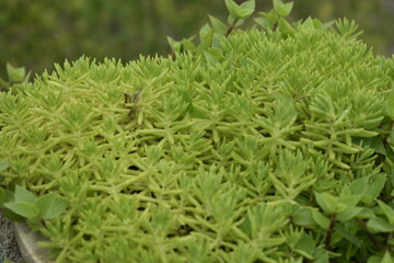 green grass background