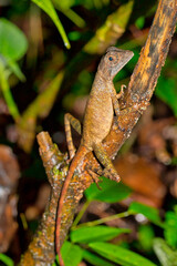 Brown-patched Kangaroo lizard, Wiegmann's Agama, SriLankan Kangaroo Lizard, Otocryptis wiegmanni, Sinharaja National Park Rain Forest, World Heritage Site, UNESCO, Biosphere Reserve, National Wilderne