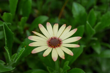 花壇のデージー08