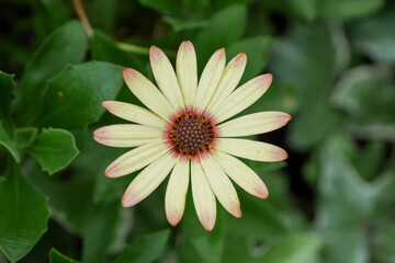 花壇のデージー07