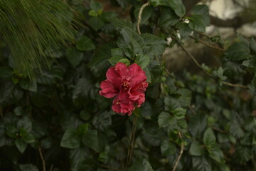 red rose in the garden