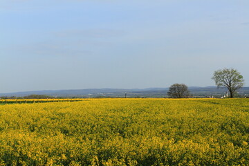 Rape field in the country