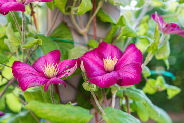 Clematis kletterpflanze