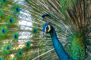 Obraz premium Beautiful well-groomed male peacock, spreading its tail, luxurious tail, flirts with a female