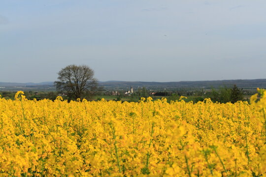 Rape field in the country