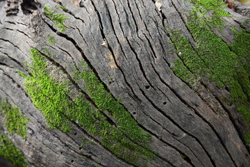 tree trunk from background 
