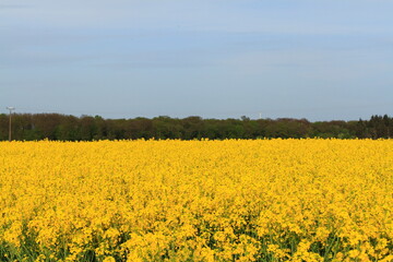 Obraz premium Rape field in the country