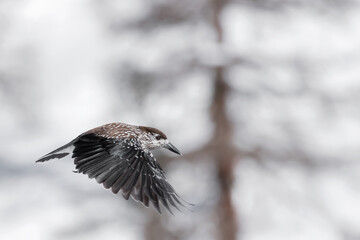 The spotted nutcracker in flight (Nucifraga caryocatactes)
