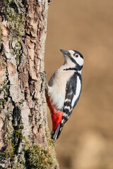 Beautiful portrait of Great spotted woodpecker female (Dendrocopos major)