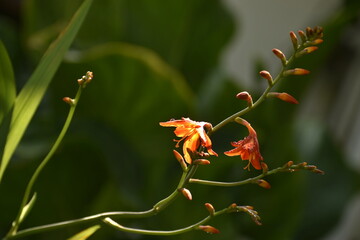 red and yellow flower