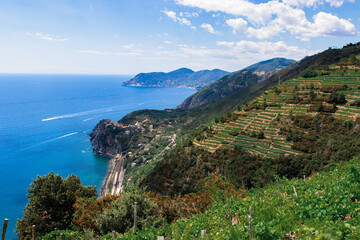 view of the grape hill of the italian coast. western italian coast. grape hills by the sea