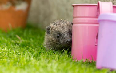 Hedgehog in garden (Scientific name: Erinaceus Europaeus) wild, free roaming hedgehog, taken at...