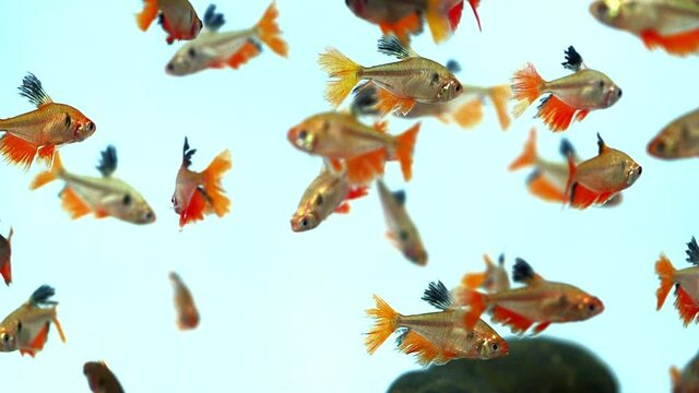 Hyphessobrycon fish group swimming in the aquarium. This is a species of ornamental fish used to decorate in the house