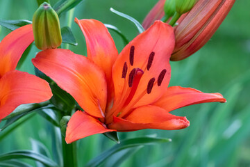 a red and yellow lily blooming in the side garden