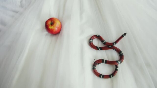 Red poisonous striped snake creeps next to a red apple on a white wedding dress. Serpent Tempter