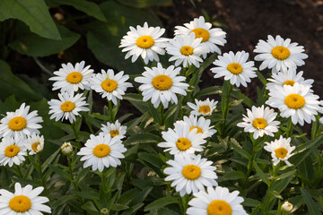 a close up of a group of white daisy blossoms