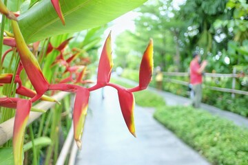 Close up a bouquet birds of red yellow paradise flower blossom on a pathway side with blurred a...