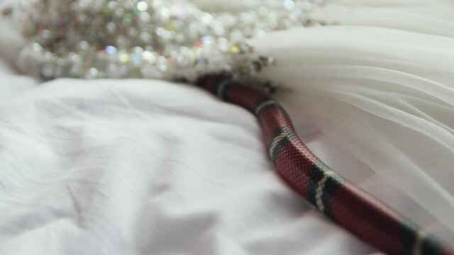 Red small striped poisonous snake crawling on a white wedding dress with pearl beads close-up
