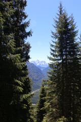 Berg Panorama mit Bäumen und Bergen