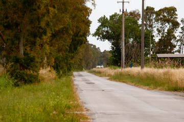 road in the woods