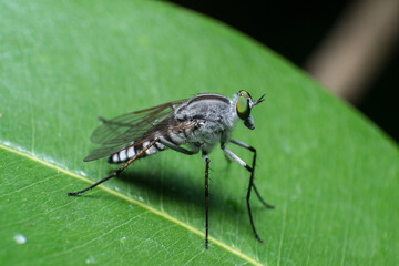 beautiful macro closeup shots of insects