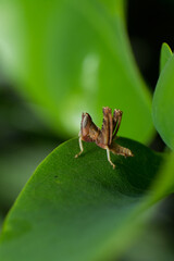 Obraz premium beautiful macro closeup shots of insects