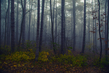 scary misty forest in the morning 