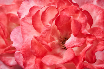 Red rose, Blooming rose background