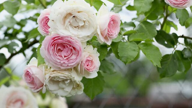 Garden spray of pink roses close up. Green leaves on branches and bright, fresh blooming roses. Wind of cloudy day. Botanical natural blossom concept. Gardening concept.