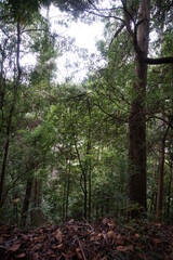Levada Faja do Rodrigues